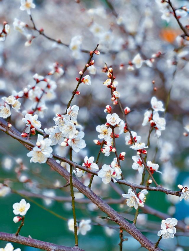 成都好去處