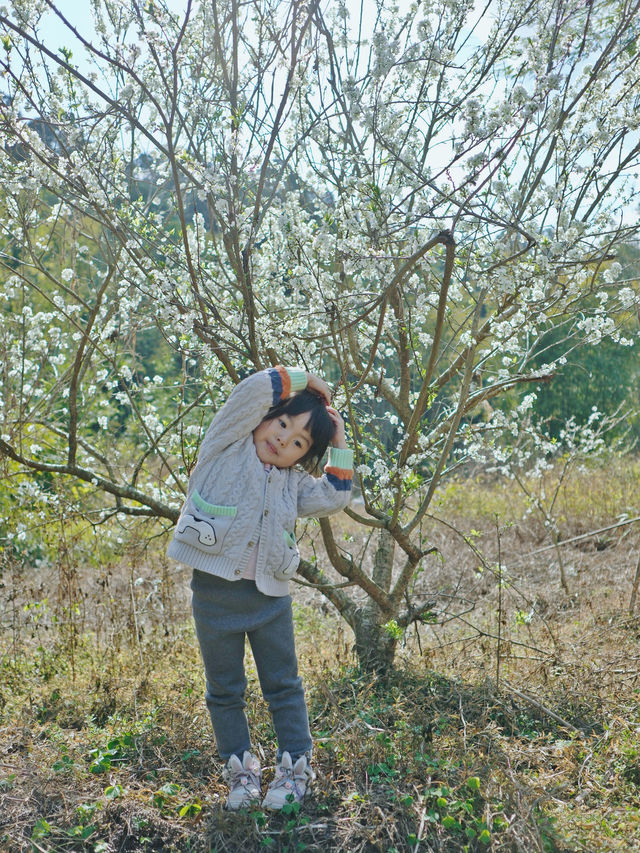 春天李子花開啦，靚到失語！