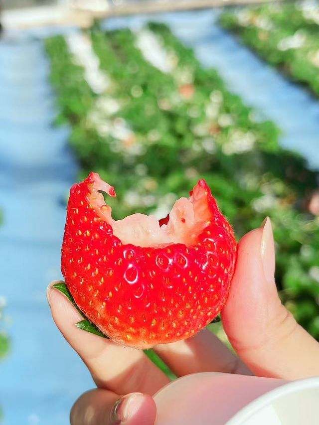 路費1000 東京周邊實現草莓自由