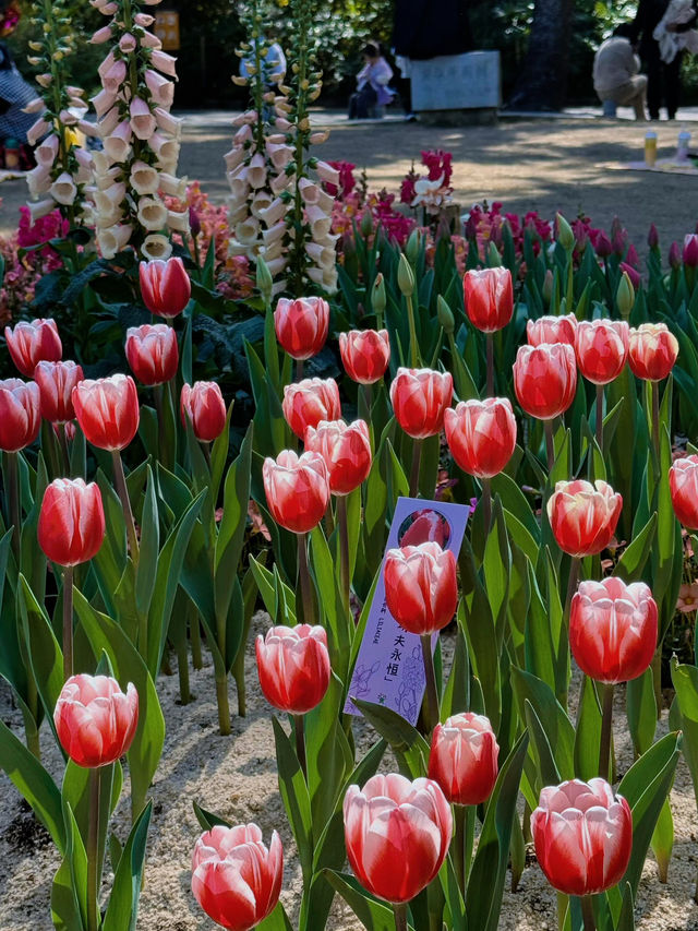 《深圳市仙湖植物園的花語世界》