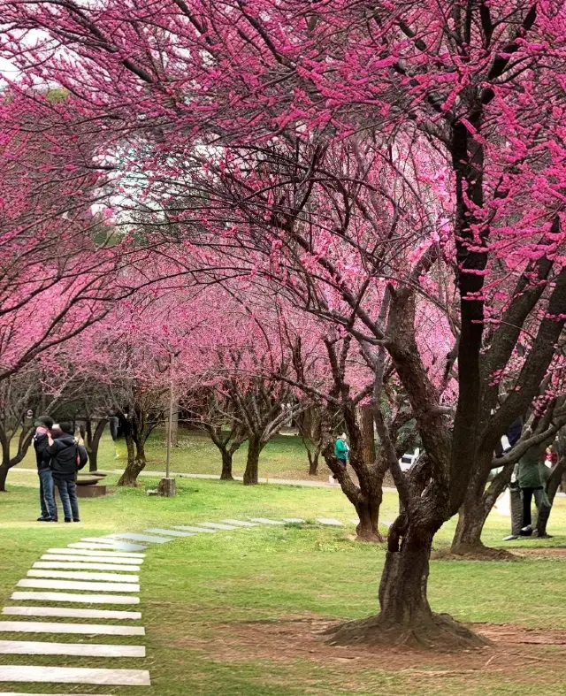 [Changsha Flower Viewing Guide | Real Photos of Plum Blossoms at Orange Isle] 