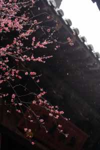 ⁰²¹⁵ 江南無所有，只是被淋了一身紅梅花瓣雨…