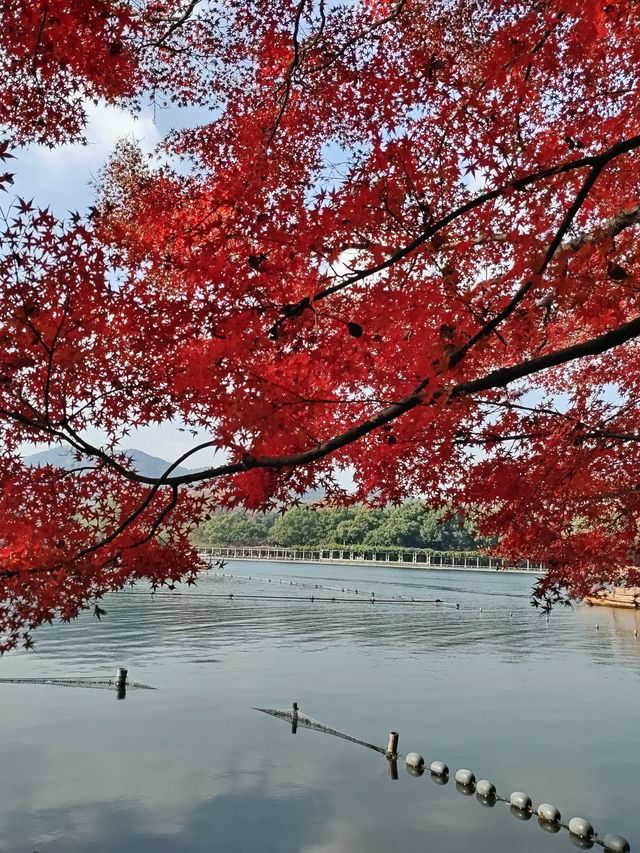 上海-苏州-杭州5日暢遊不重樣