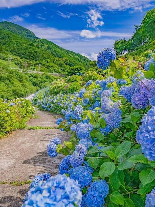 接下來日本的花，粉蝶藍：宮崎駿動畫裡的世界🪄