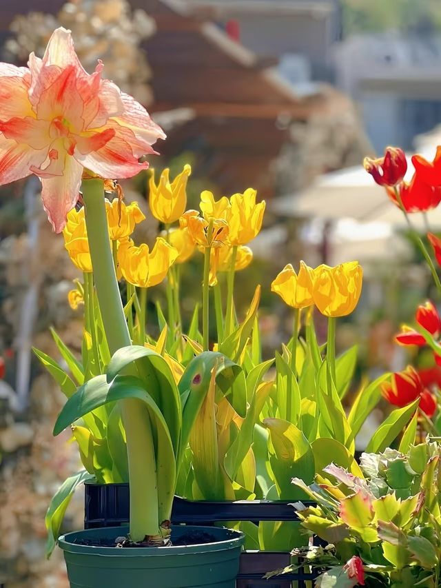 一不小心掉進鬱金香花海裏