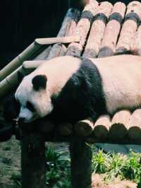動物們的「森林派對」就在大連森林動物園等你加入
