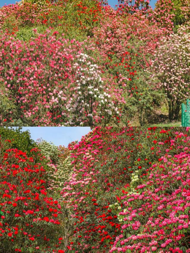 高鐵直達！春日邂逅百里杜鵑花海，美到落淚