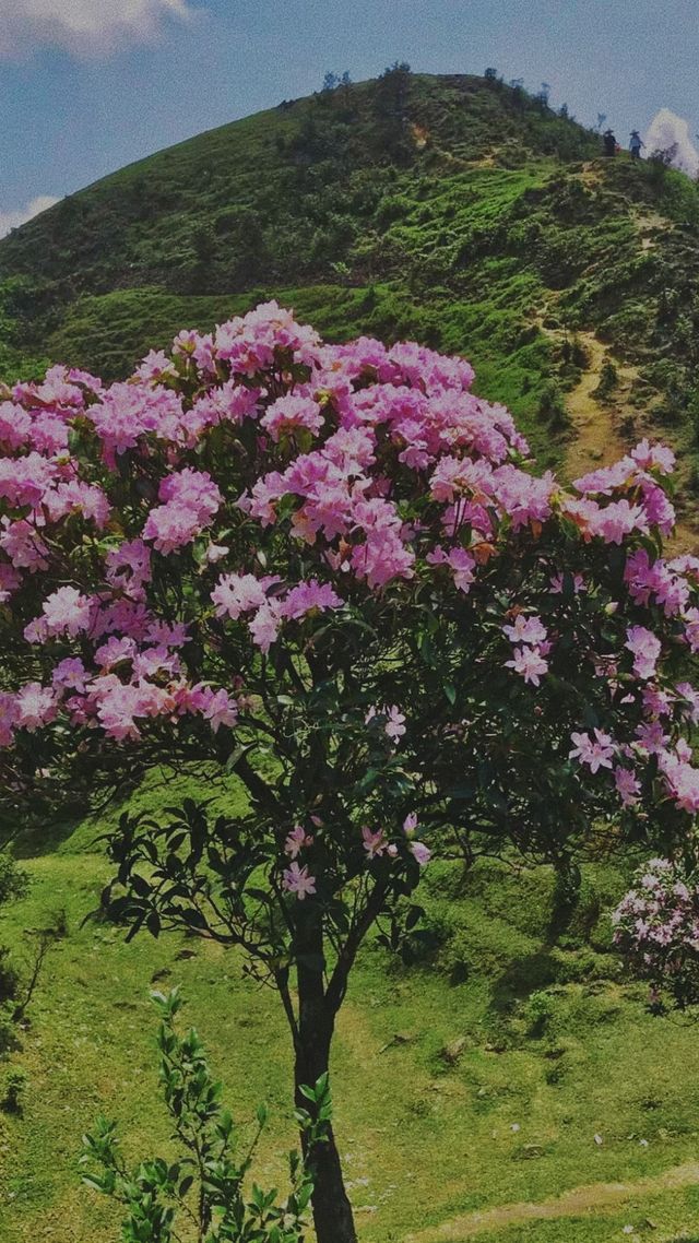 《雞籠頂：夢幻之境的邀約》