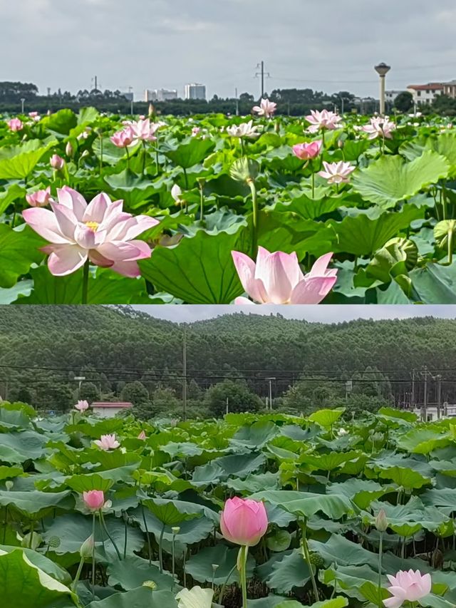 探索廣西貴港荷美覃塘，美得令人窒息！