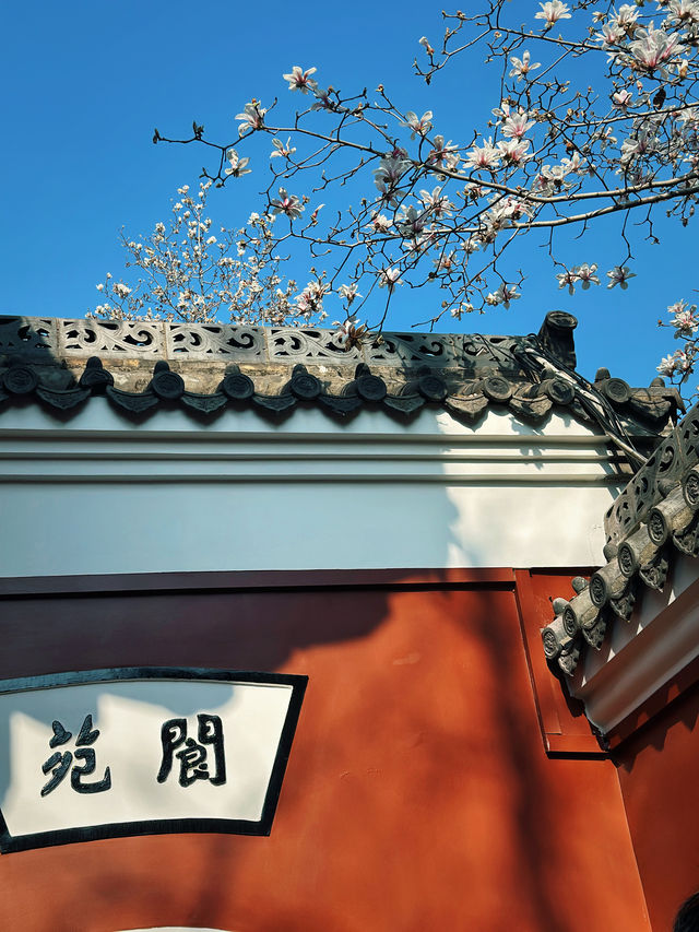 中式美學的極致，長春觀玉蘭花已開放！