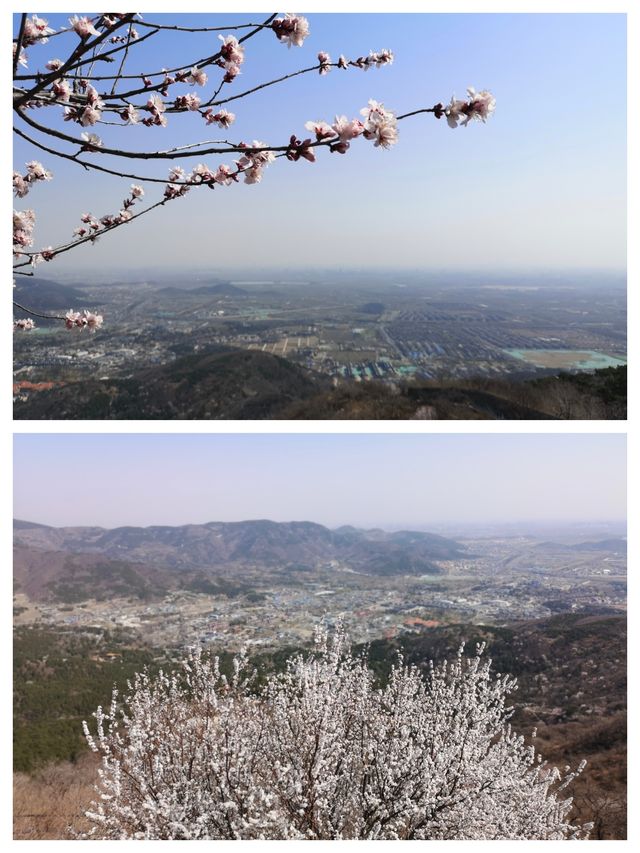 北京賞桃花，春遊香山公園