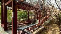 3月初的北塢公園，準備迎春了！