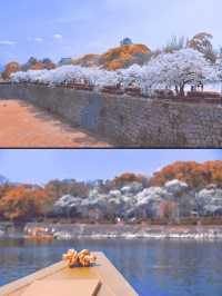 大阪櫻花季，浪漫賞玩全攻略