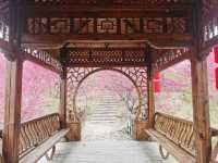 溫州櫻花園：初春的粉色夢境
