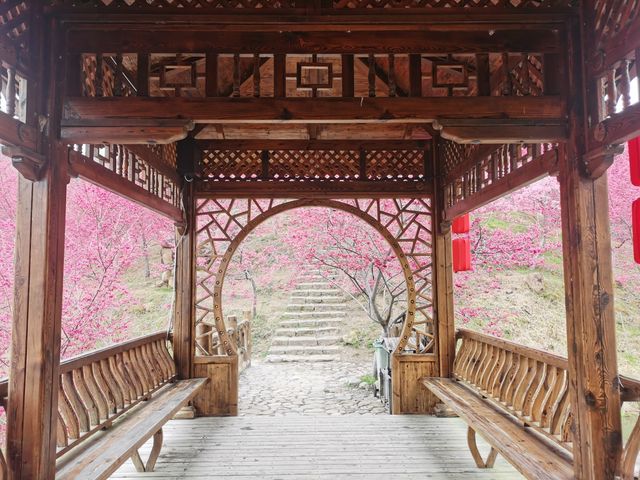 溫州櫻花園：初春的粉色夢境