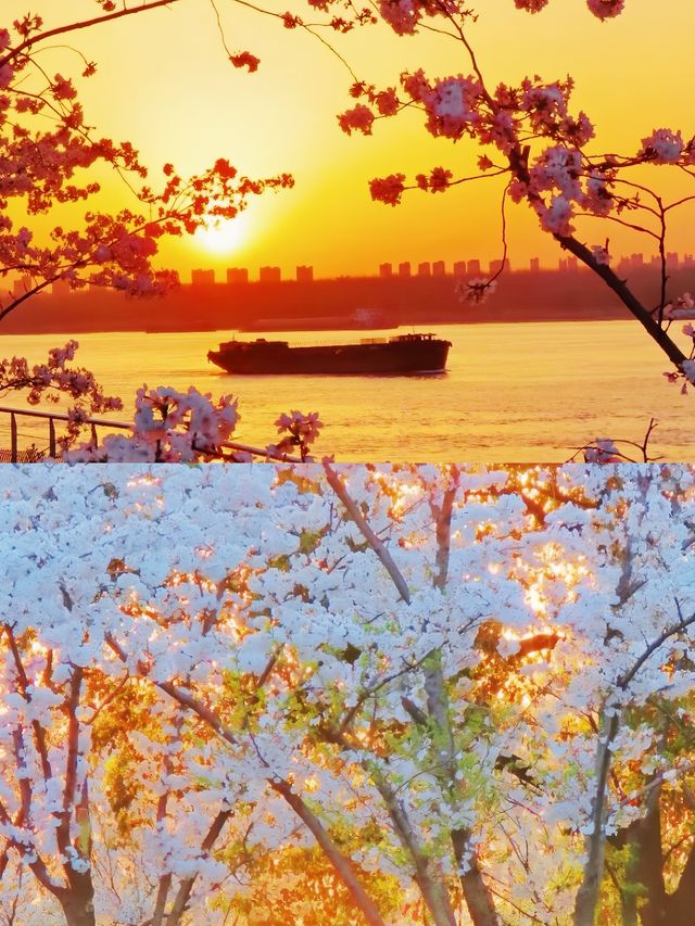 南京的春天是一萬次的春和景明