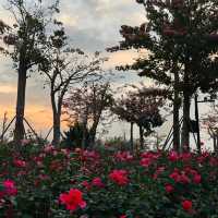 在珠海，邂逅春日限定浪漫花海長廊