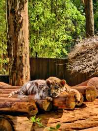 野生動物會咬人？NO！是會萌的沒邊