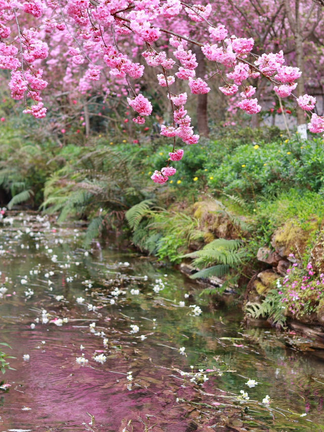 Kunming's cherry blossom