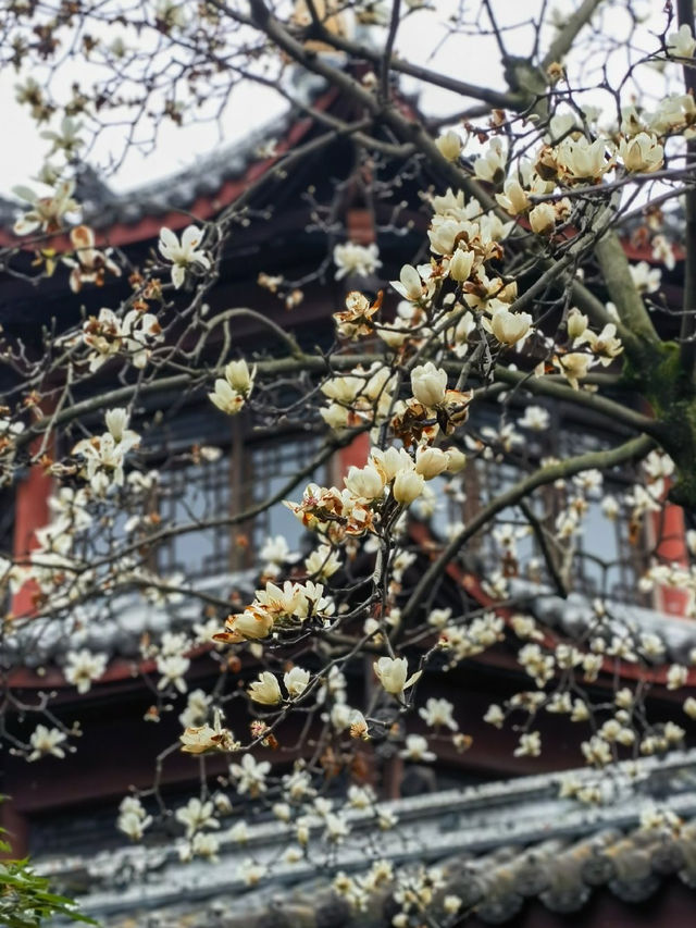 成都市內賞梅勝地，免費入場，地鐵直達！