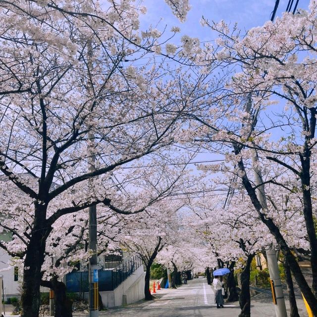 大阪超隱蔽小眾櫻花大道🌸 人少景美
