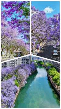 春城限定浪漫｜藍花楹漫遊指南
