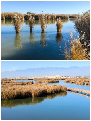 Shahu: Where Desert Meets Lake in Shizuishan