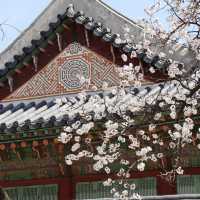 🌸韓國春日限定 | 景福宮的櫻花盛宴