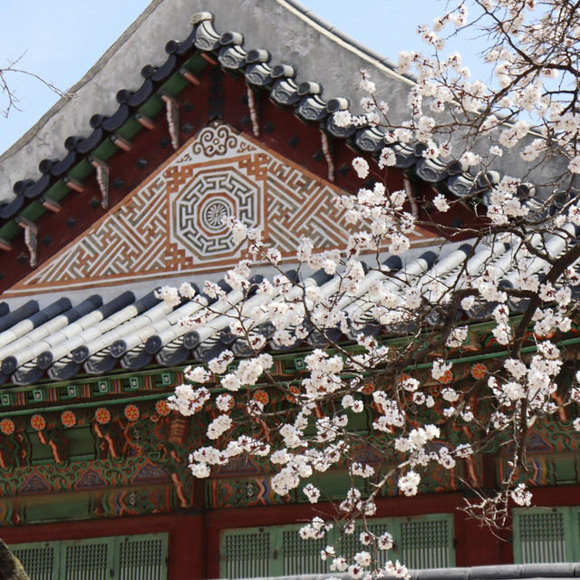 🌸韓國春日限定 | 景福宮的櫻花盛宴