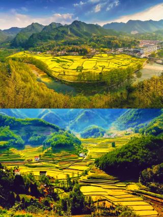2025 Hanzhong Rapeseed Flower Field: 9 Best Viewing Spots and Photography Guide