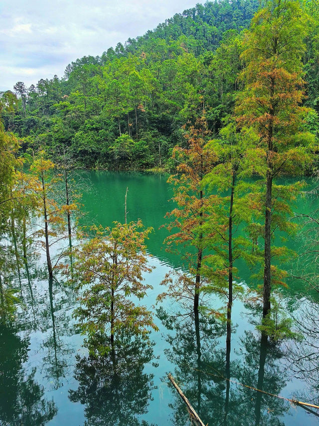 《夢幻仙蹤 魅力龍園》 《夢幻仙蹤 魅力龍園》