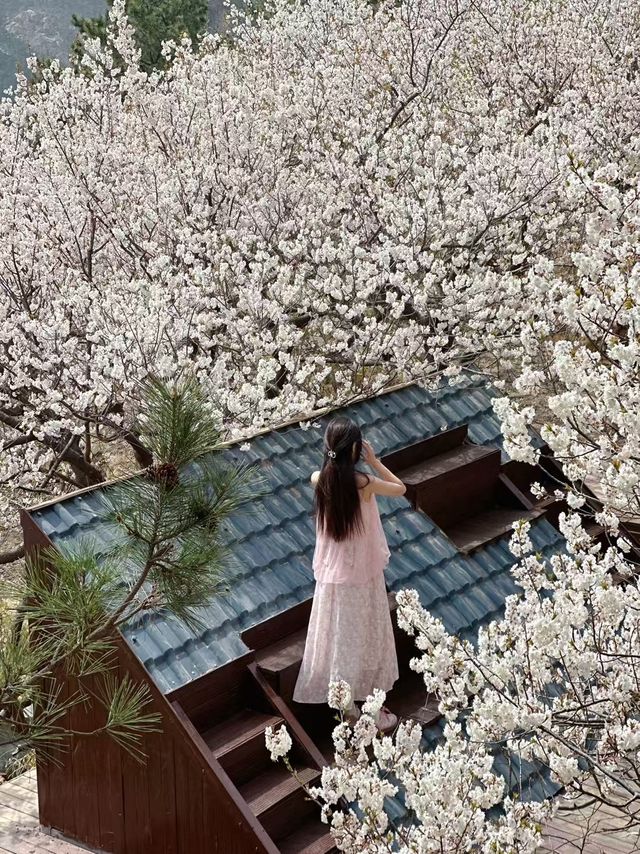 是青島！花開好了！一邊看海一邊賞花