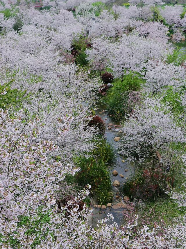 百畝櫻花