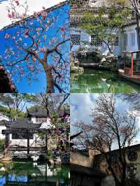 一步一景皆入畫，留園尋夢詩意行