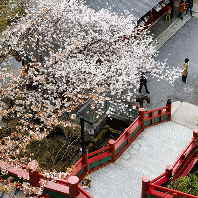 佐賀春日紀行：探秘佑德稻荷，邂逅爛漫櫻雪