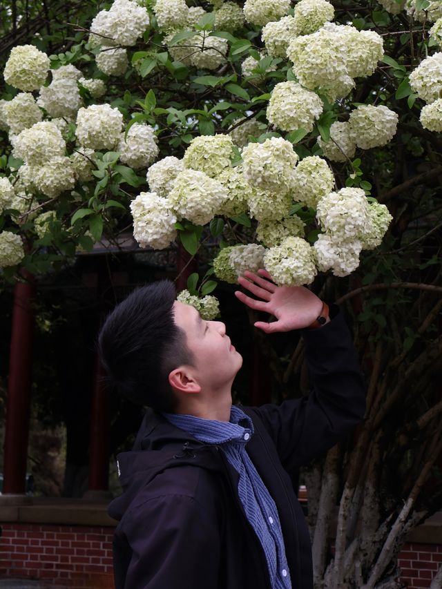 長沙烈士公園繡球花觀賞攻略4月必衝