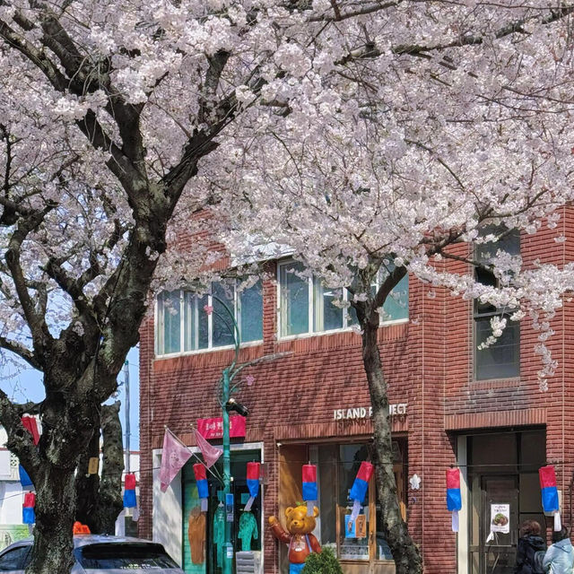 哭了😭濟州島櫻花季現狀❗️想來的盡早改行程