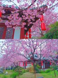 不建議來武漢睇櫻花，呢個伏位踩一個中一個