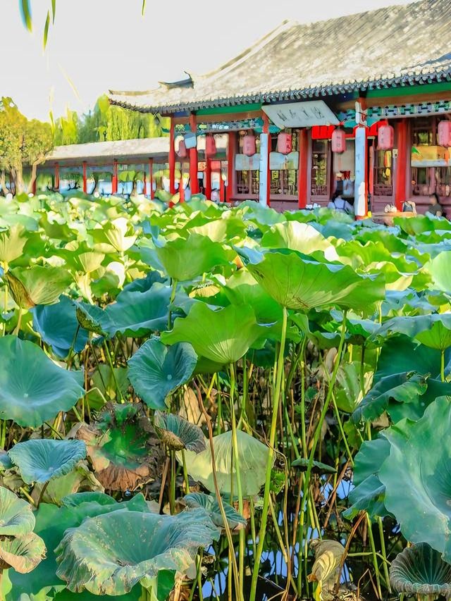 濟南旅遊必備攻略（超全）