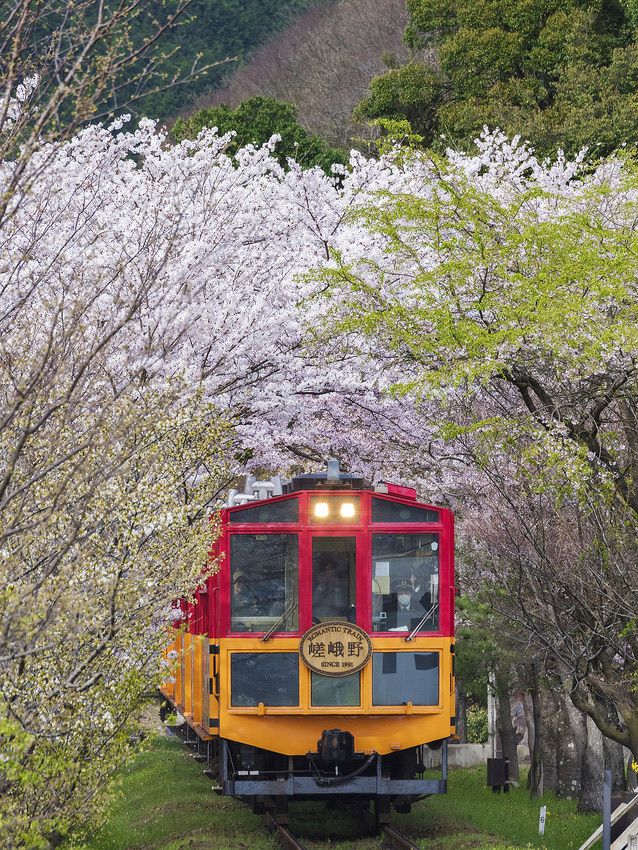 Kyoto Arashiyama Adventure: Complete Sagano Train & Sightseeing Guide 🚂