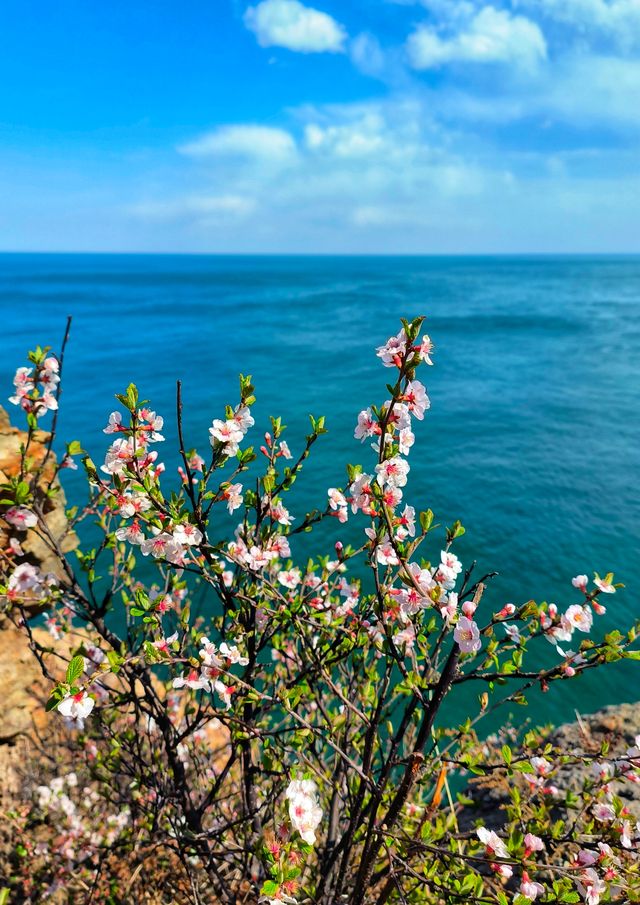 大連石槽懸崖杜鵑花
