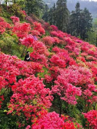 I thought Linping Park was beautiful! Until I went to the Huzhou Azalea Sea.