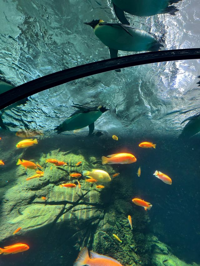 親子一定要來珠海海洋王國。