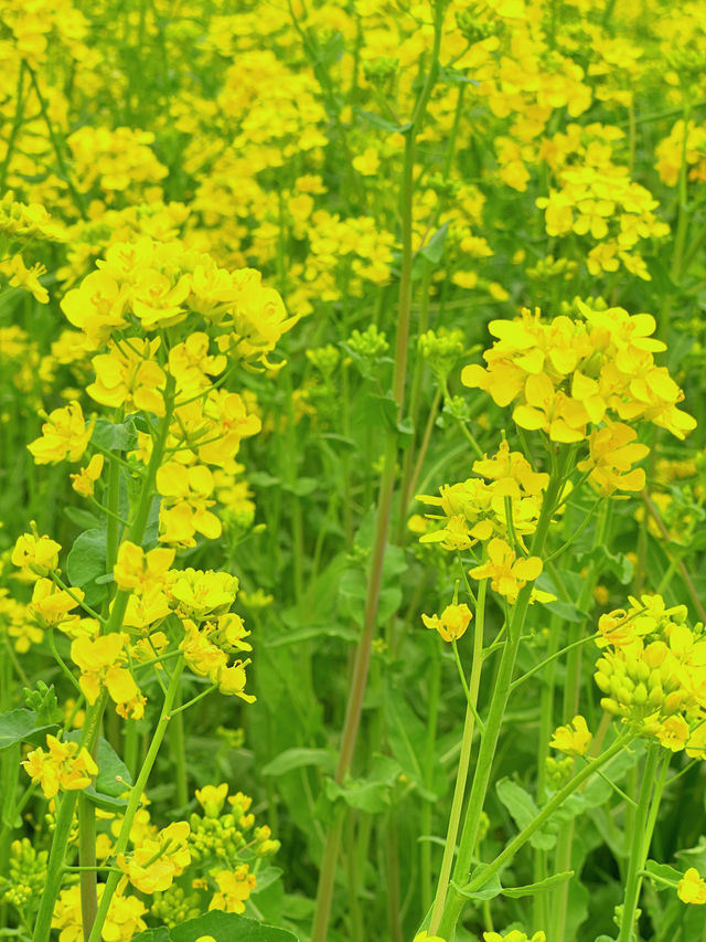騰沖春日限定 | 火山瀑布景區賞油菜花攻略
