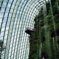 🇸🇬 | 🌲🌿新加坡雲霧森林｜闖入現實版「阿凡達」仙境！