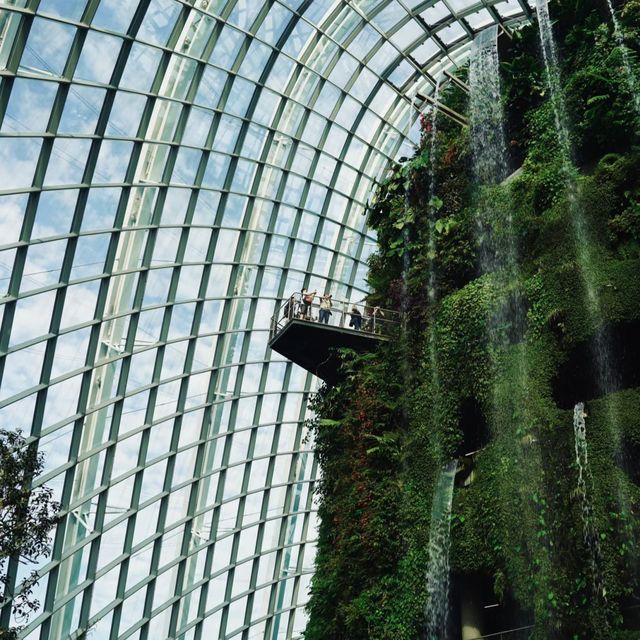 🇸🇬 | 🌲🌿新加坡雲霧森林｜闖入現實版「阿凡達」仙境！