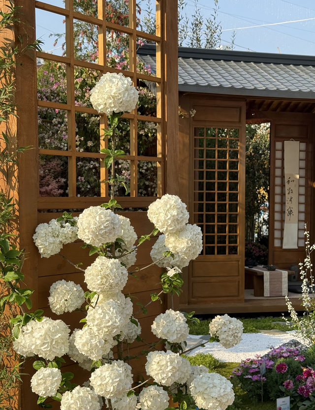 🌸夢幻般的花海在維多利亞公園等你🌼