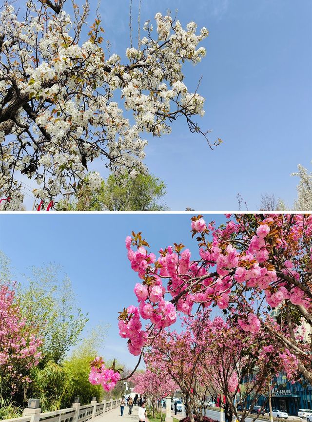 桃李爭香春滿園：蘭州仁壽山4-5月遊玩攻略