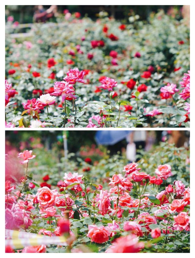 杭州頂流，0蚊衝入莫奈月季花園。