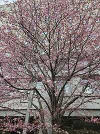 🌸札幌二條市場前公園的櫻花盛宴🌸